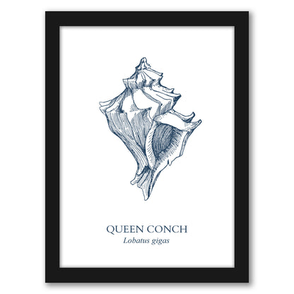 Conch Sea by Samantha Ranlet - Framed Print