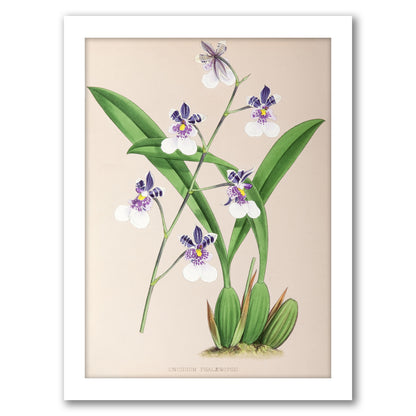 Fitch Orchid Oncidium Phalaenopsis by New York Botanical Garden - Framed Print