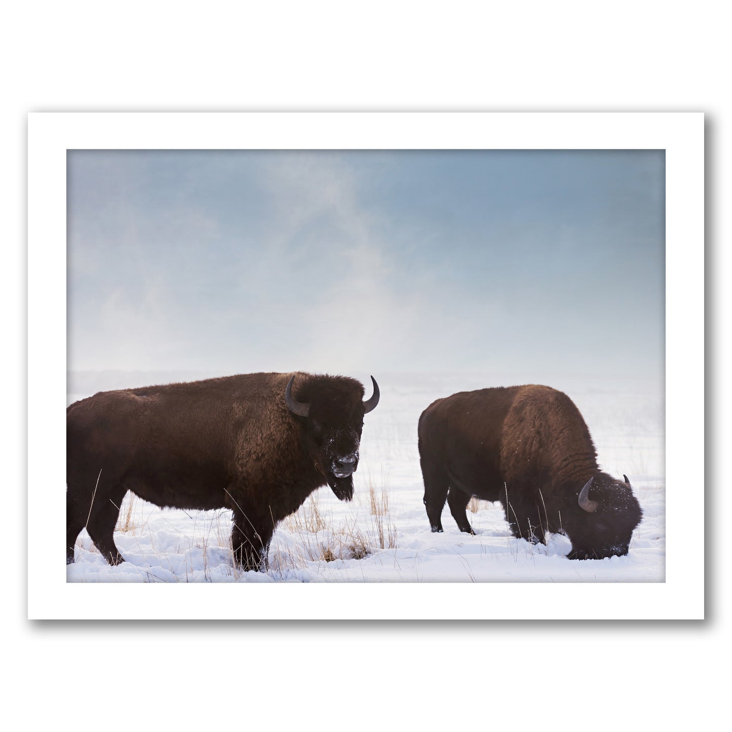 Bison Pair by Amanda Abel - White Framed Print