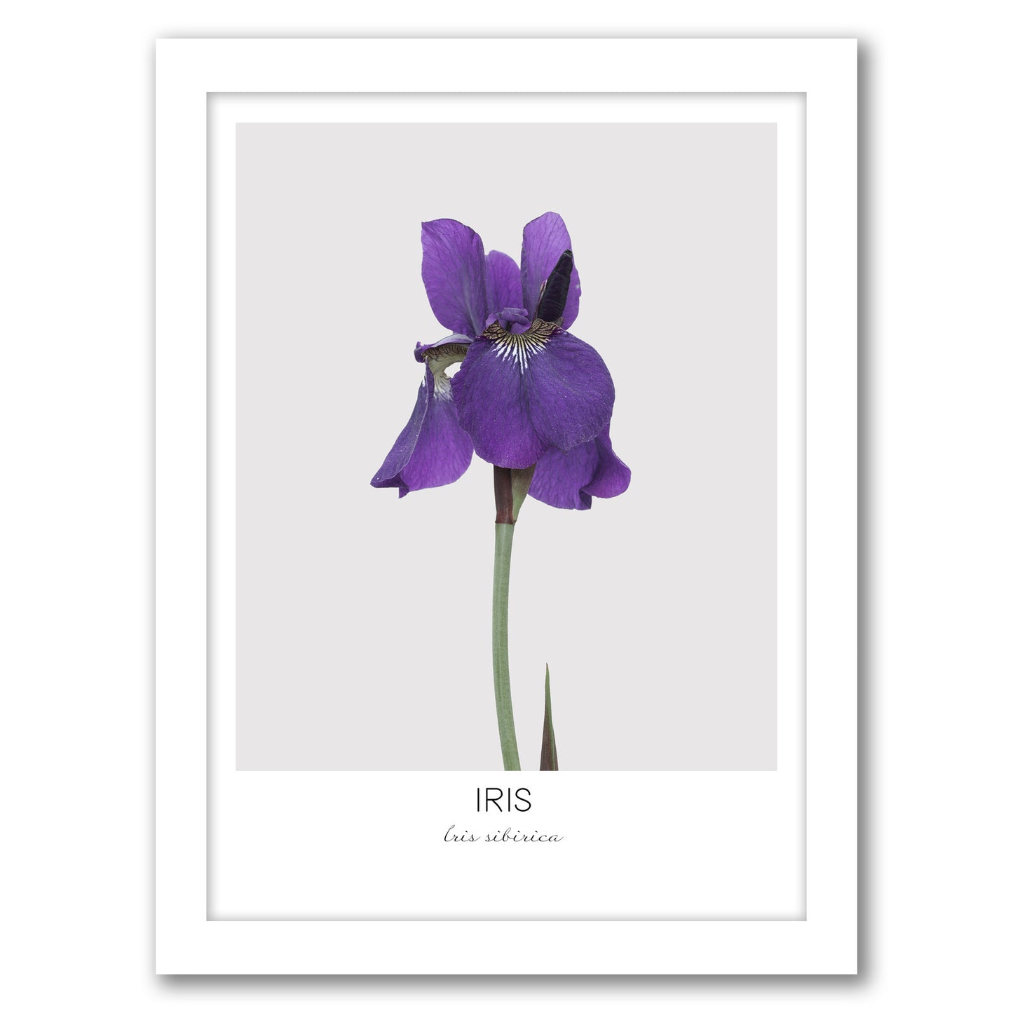 Iris By Nuada - White Framed Print