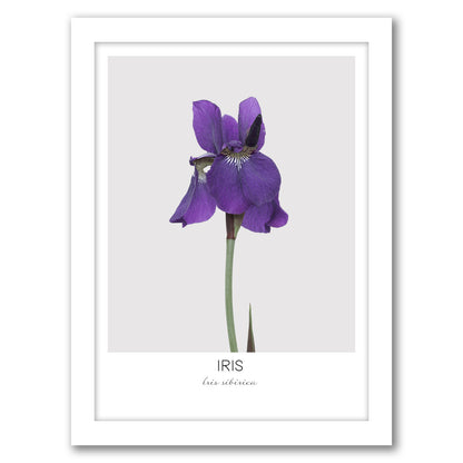 Iris By Nuada - White Framed Print