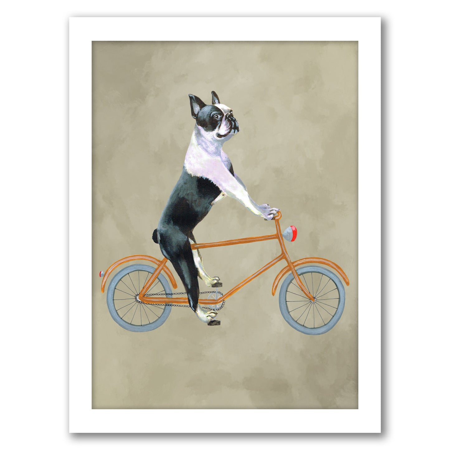 Boston Terrier On Bicycle By Coco De Paris - Framed Print