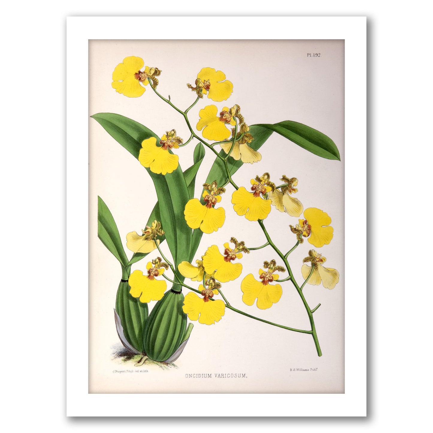 Fitch Orchid Oncidium Varicosum by New York Botanical Garden - Framed Print
