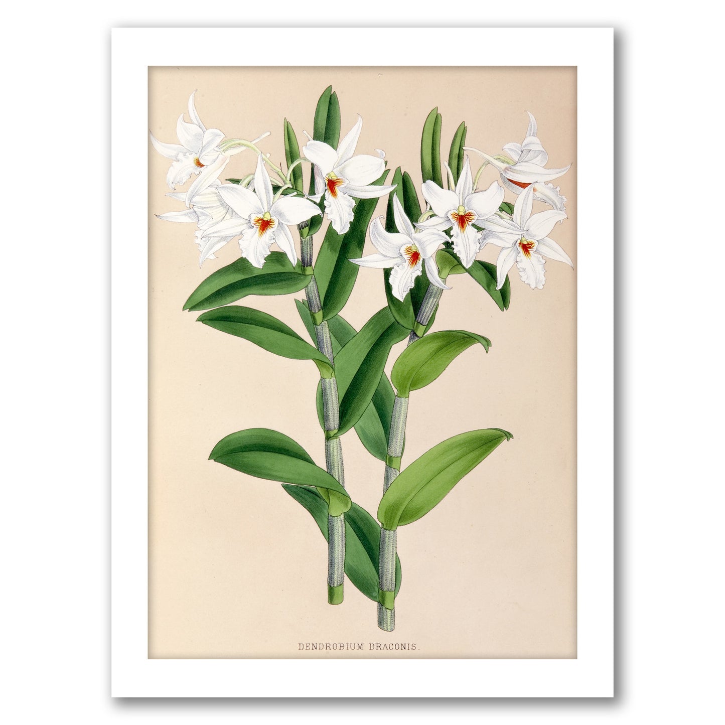 Fitch Orchid Dendrobium Draconis by New York Botanical Garden - Framed Print