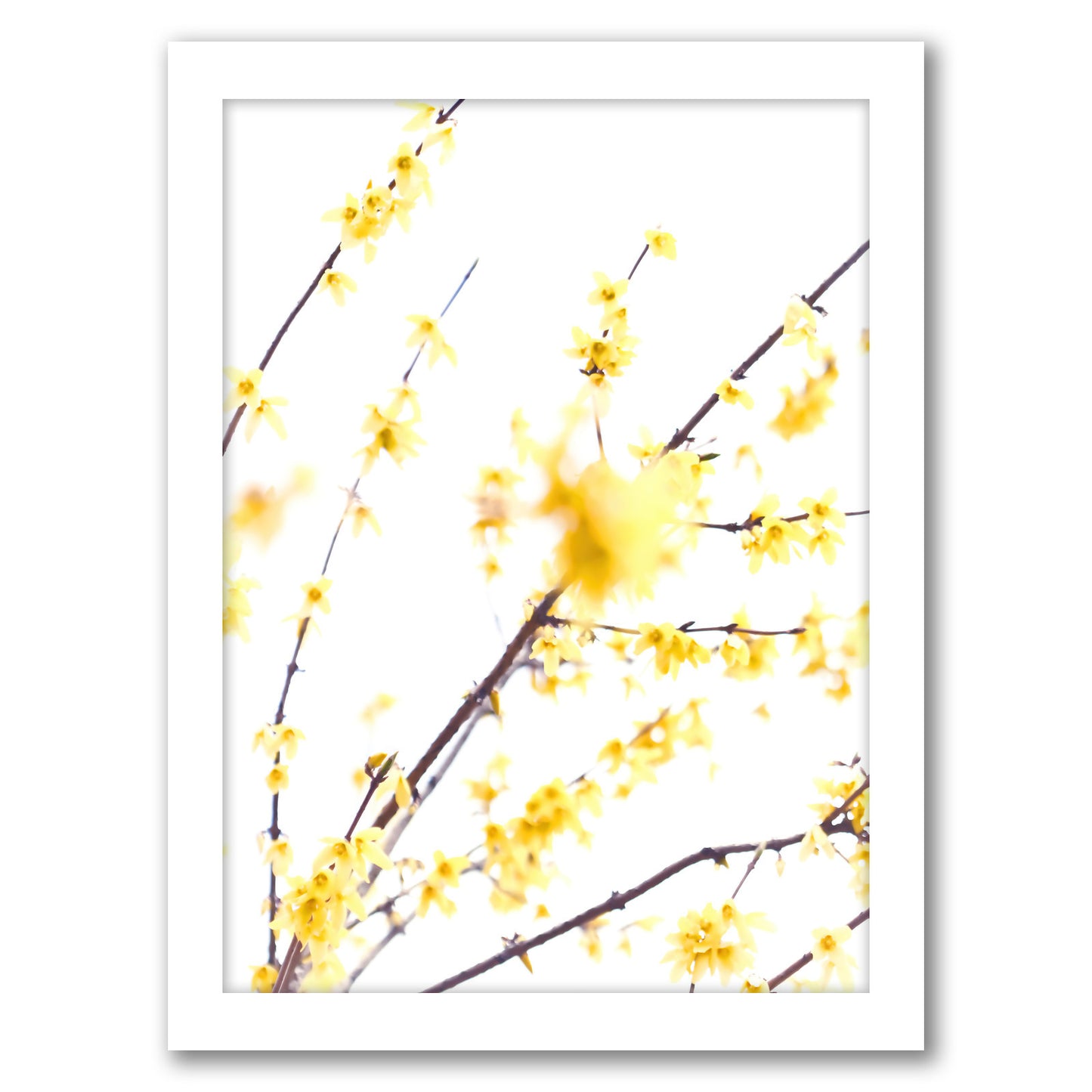 Forsythia Branches by Mirja Paljakka - Framed Print