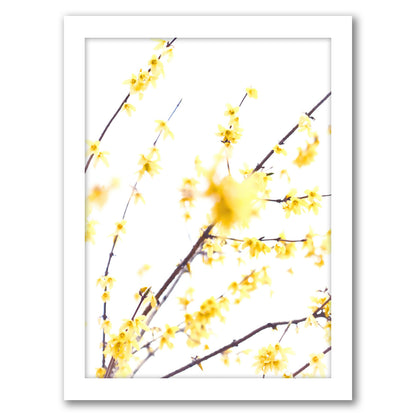 Forsythia Branches by Mirja Paljakka - Framed Print