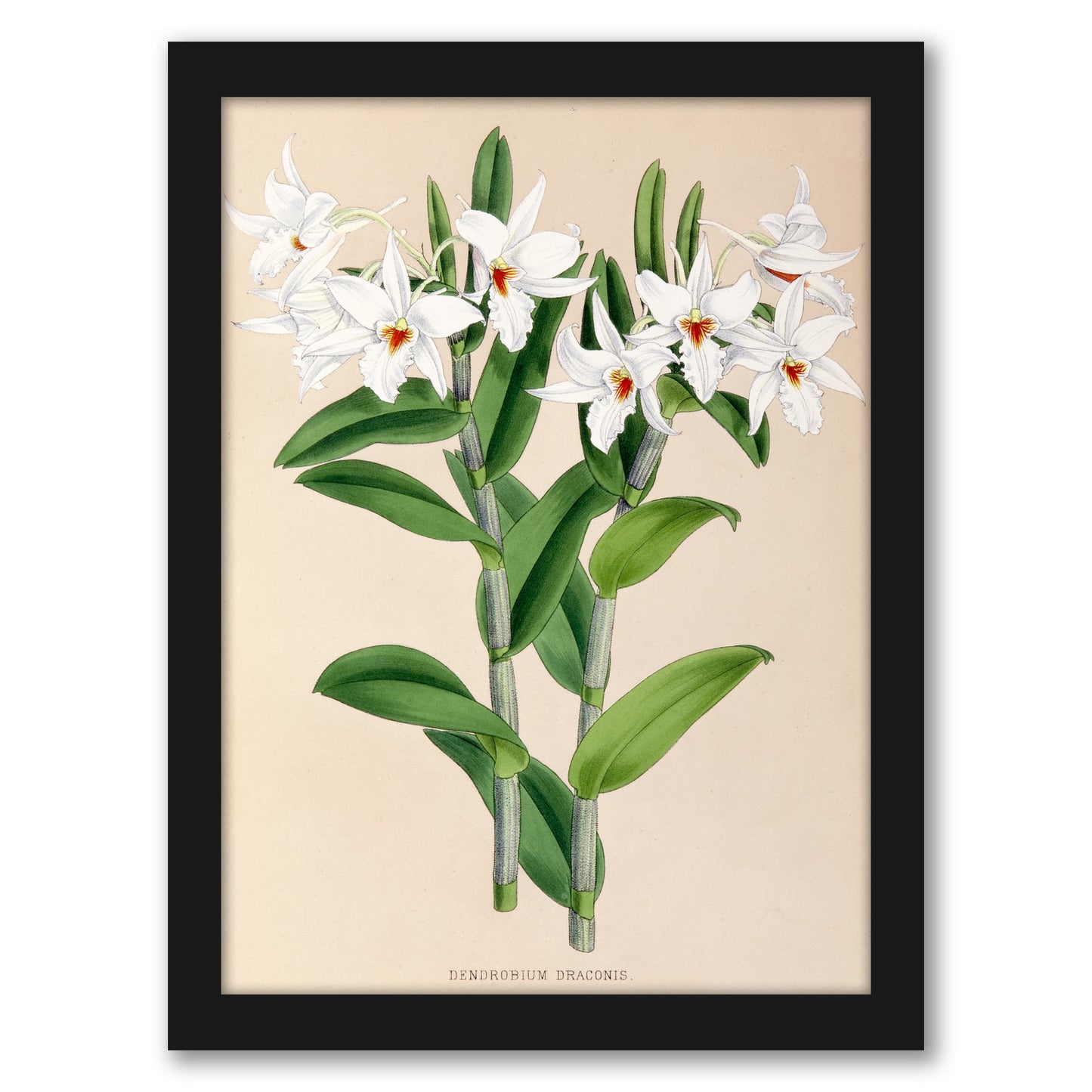 Fitch Orchid Dendrobium Draconis by New York Botanical Garden - Framed Print