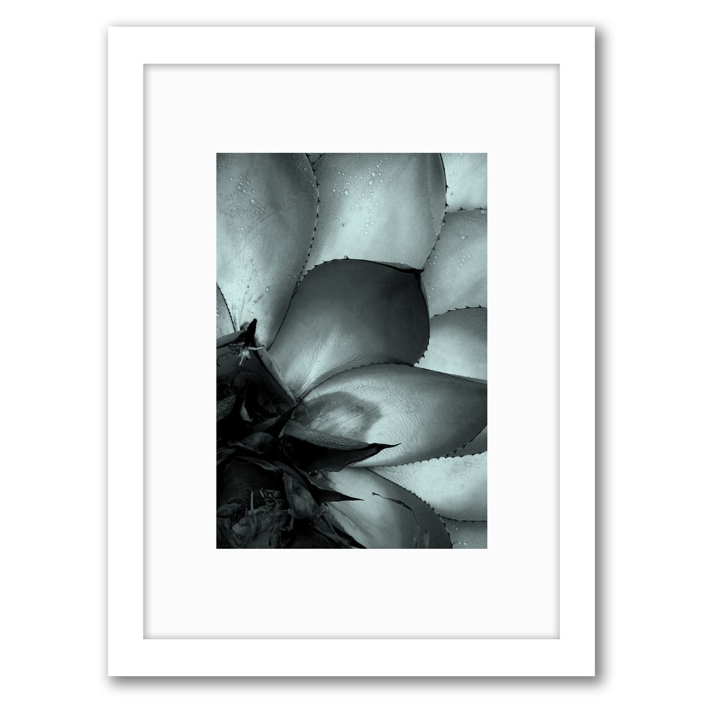 Succulent 3 By Nuada - Framed Print