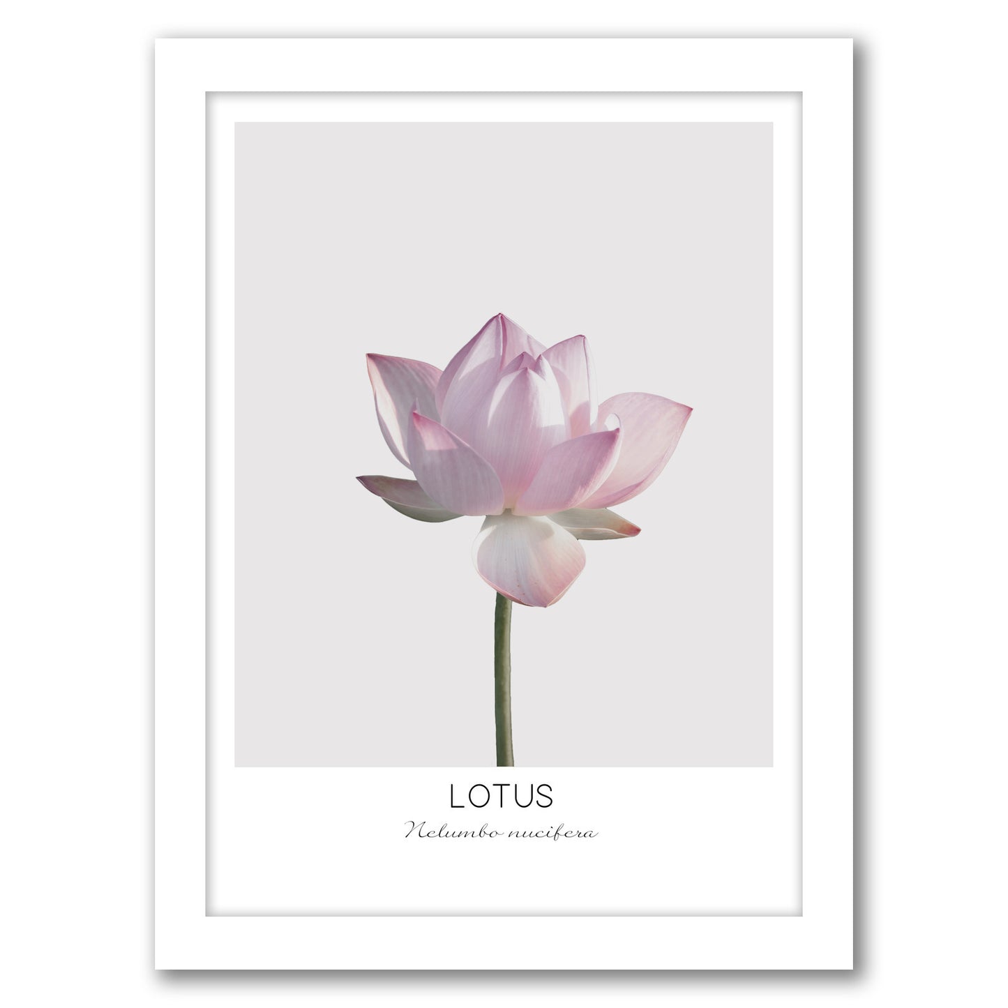 Lotus By Nuada - White Framed Print